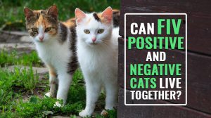 Can FIV Positive And Negative Cats Live Together?