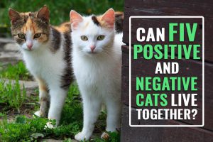 Can FIV Positive And Negative Cats Live Together?