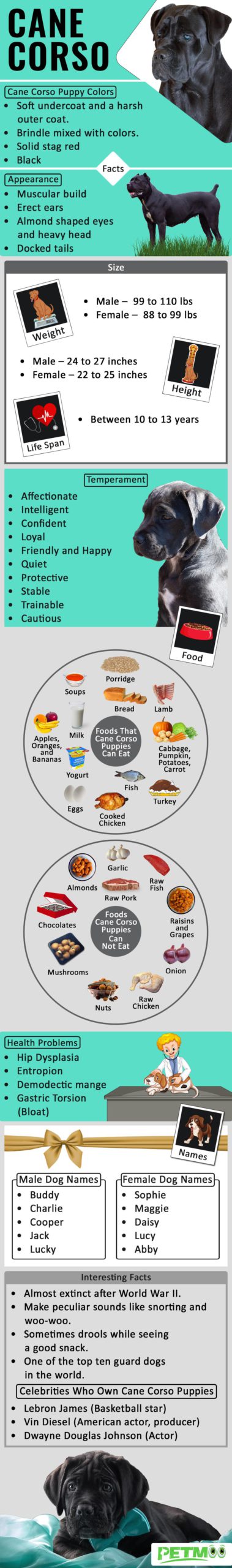 Cane Corso Infographics