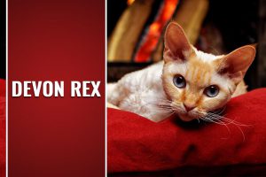 Devon Rex