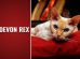 Devon Rex