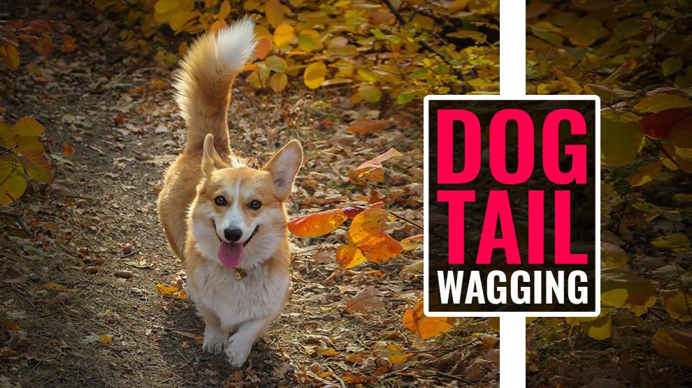 Dog Tail Wagging