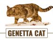 Genetta Cat