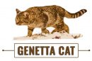 Genetta Cat