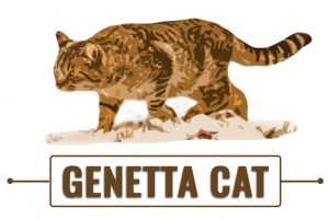 Genetta Cat