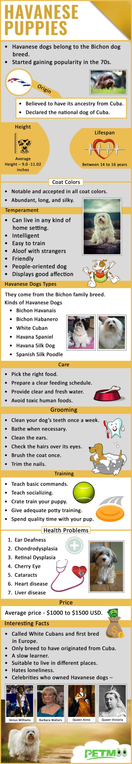 Havanese Puppies Infographics