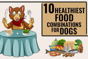 Healthiest Food Combinations For Dogs