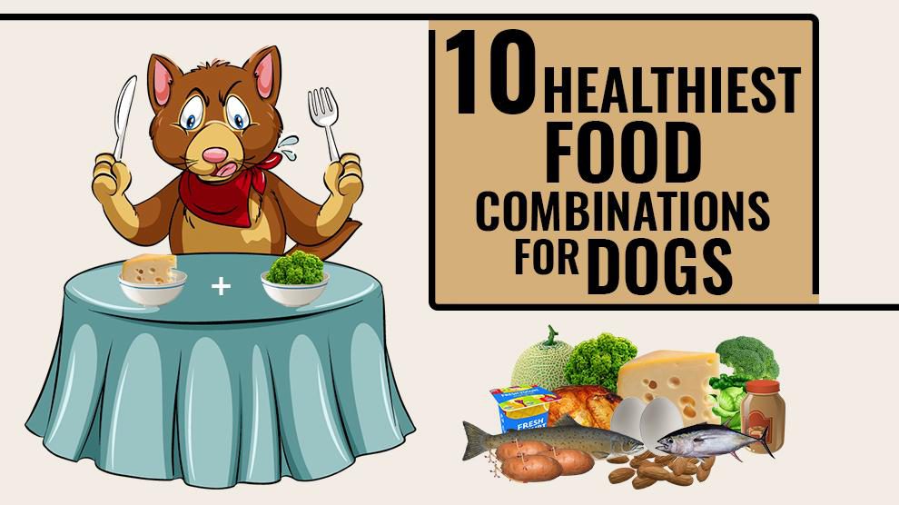 Healthiest Food Combinations For Dogs