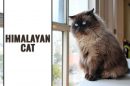 Himalayan Cat