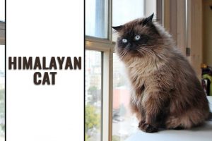 Himalayan Cat