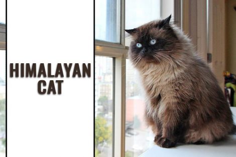 Himalayan Cat