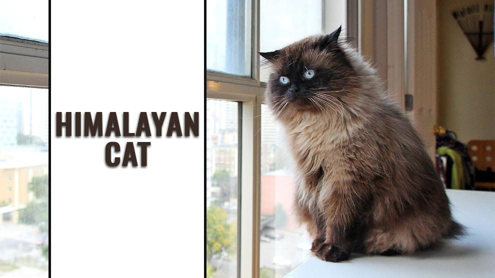 Himalayan Cat