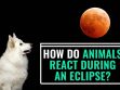 How Do Animals React During An Eclipse?