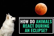 How Do Animals React During An Eclipse?