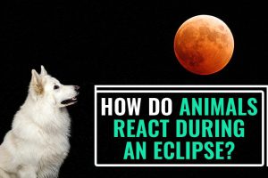 How Do Animals React During An Eclipse?