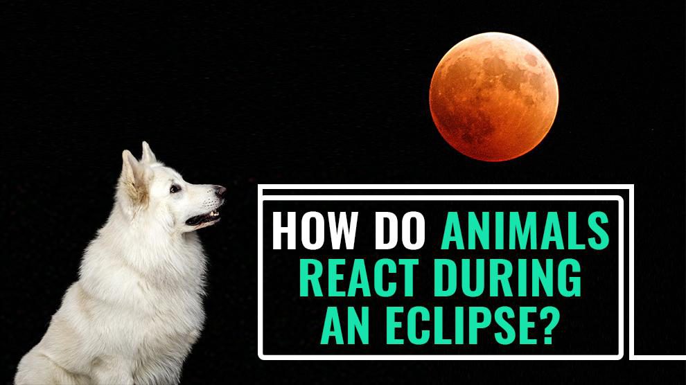 How Do Animals React During An Eclipse?