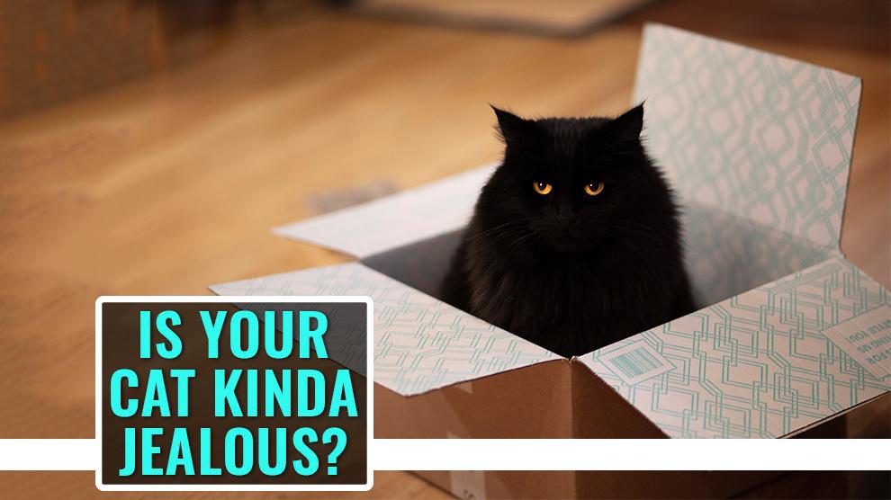 Is Your Cat Kinda Jealous?