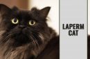 LaPerm Cat