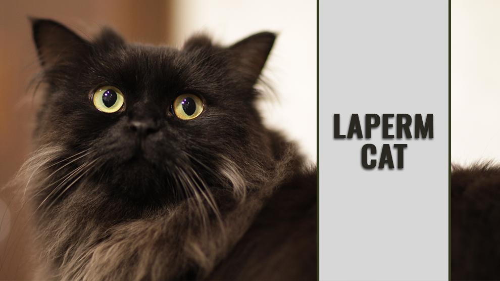 LaPerm Cat