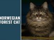 Norwegian Forest Cat
