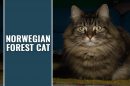 Norwegian Forest Cat