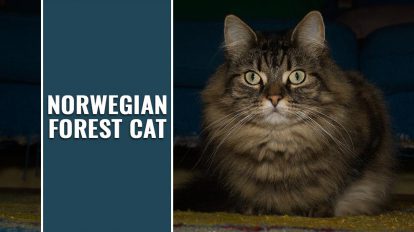 Norwegian Forest Cat Breed Profile And Facts - Petmoo