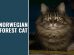 Norwegian Forest Cat