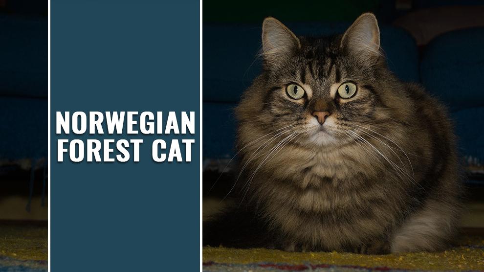 Norwegian Forest Cat Breed Profile And Facts Petmoo