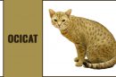 Ocicat