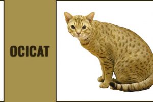 Ocicat