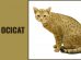 Ocicat