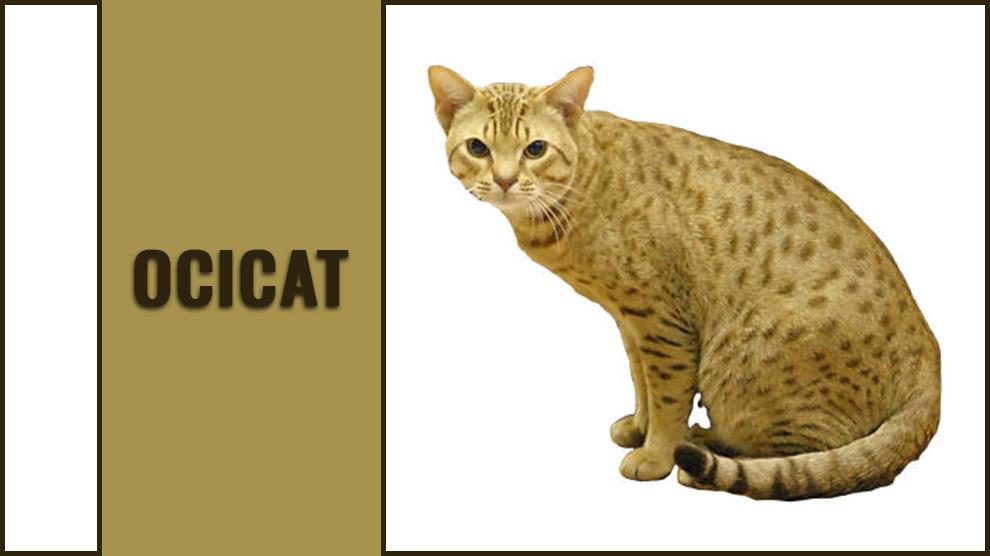 Ocicat