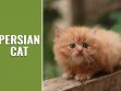Persian Cat