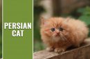 Persian Cat