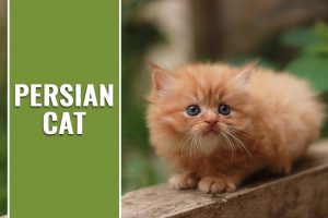 Persian Cat