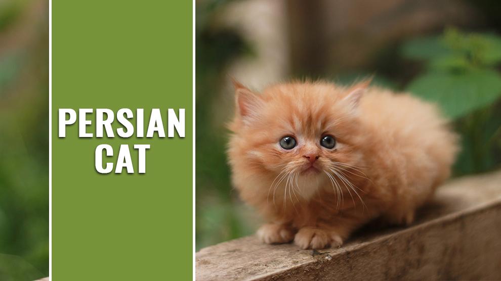 information about persian cats