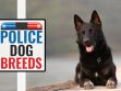 Police Dog Breeds