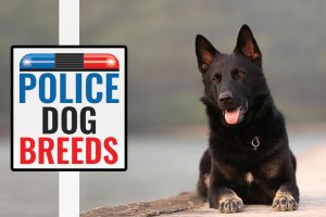 Police Dog Breeds