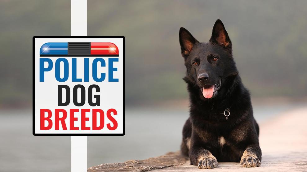 what dog is most used by police