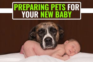 Preparing Pets For Your New Baby