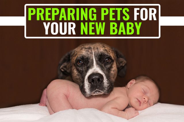 Preparing Pets For Your New Baby