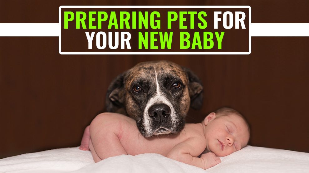 Preparing Pets For Your New Baby