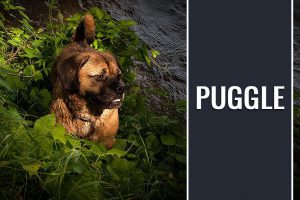 Puggle