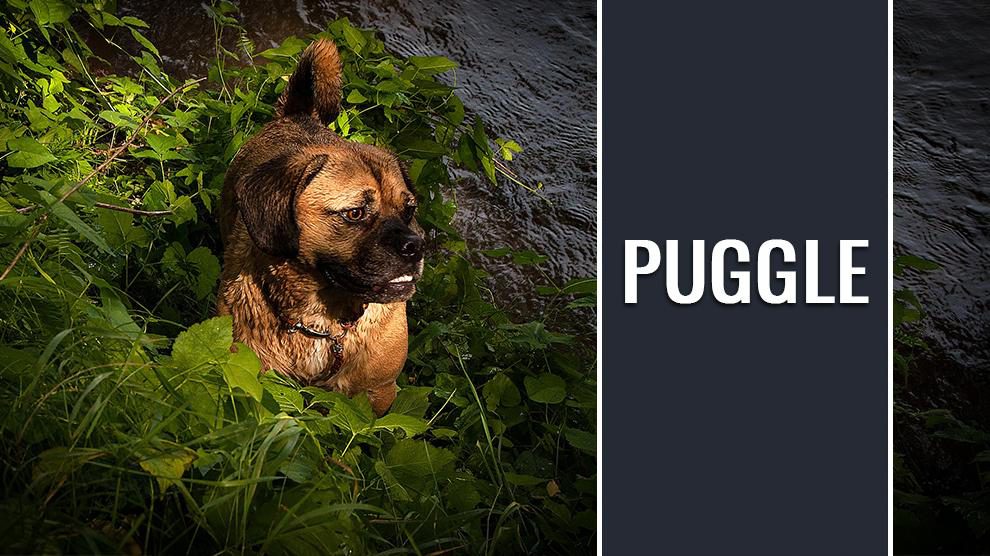 Puggle Complete Dog Breed Information On Beagle Pug Mix Petmoo