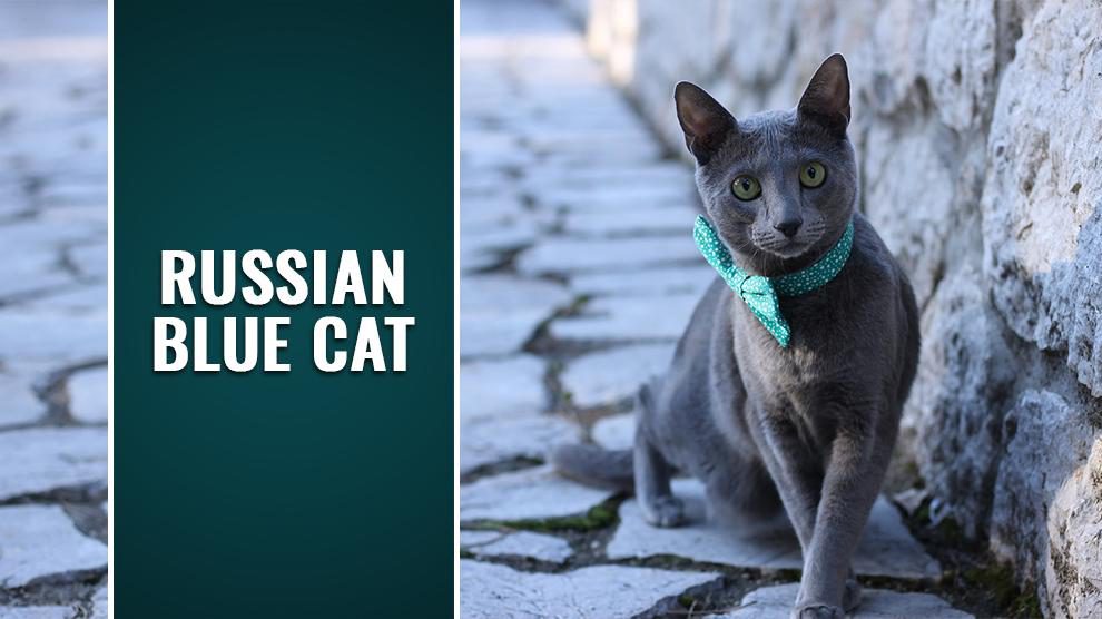 Russian Blue Cat