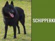 Schipperke