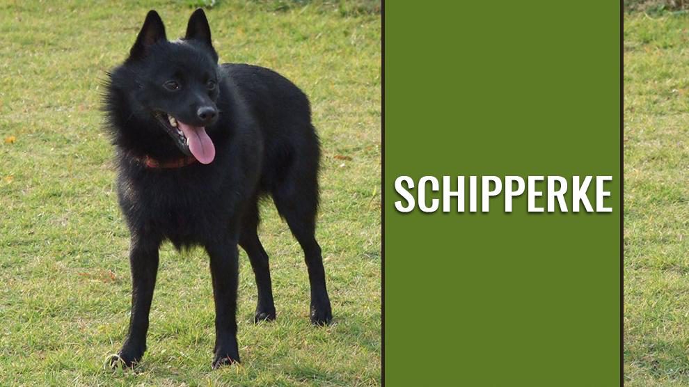 Schipperke