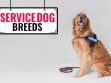 Service Dog Breeds