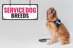 Service Dog Breeds