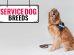 Service Dog Breeds